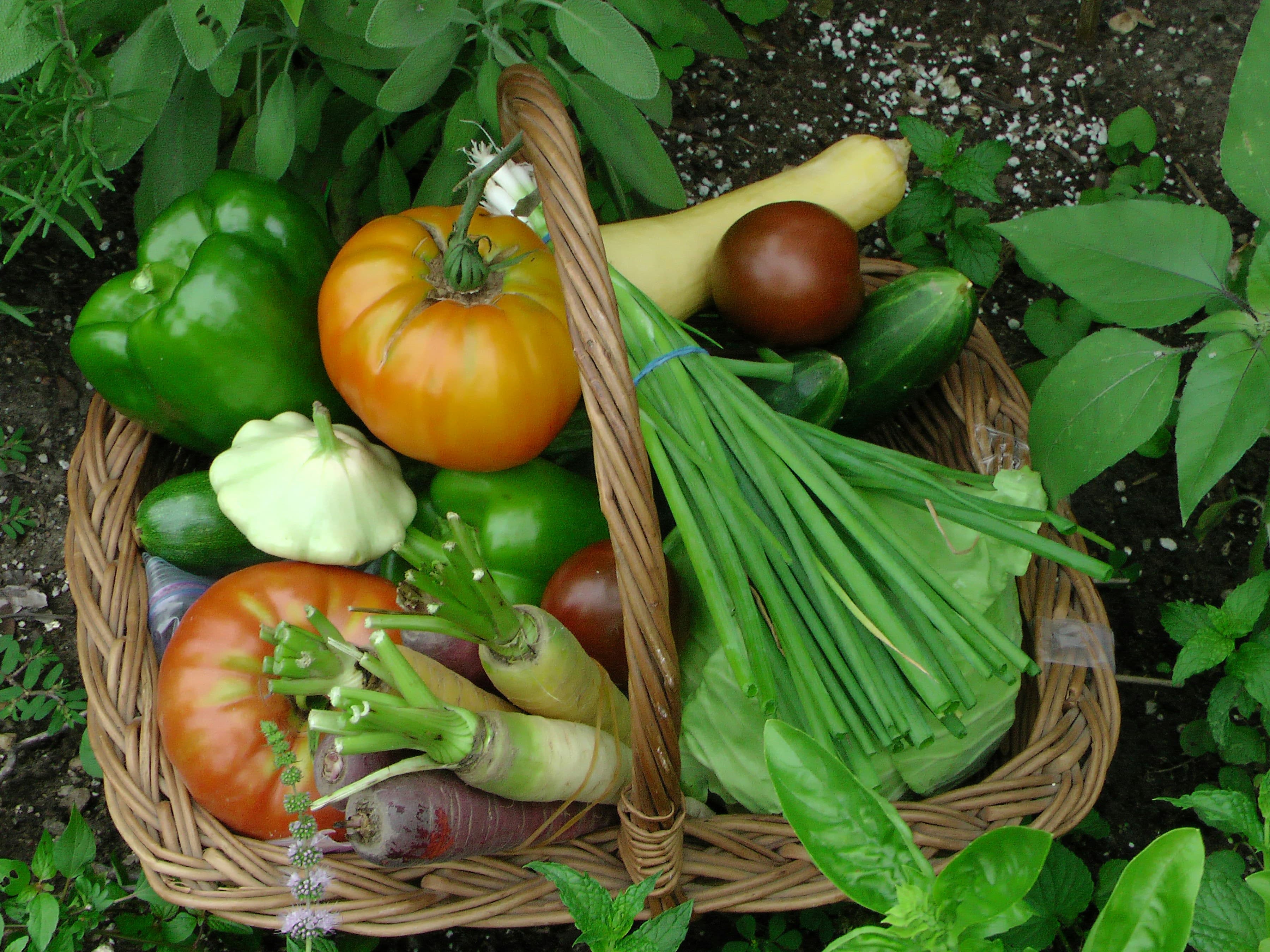 Ultimate Vegetable Garden Planner: Beginner to Pro Guide